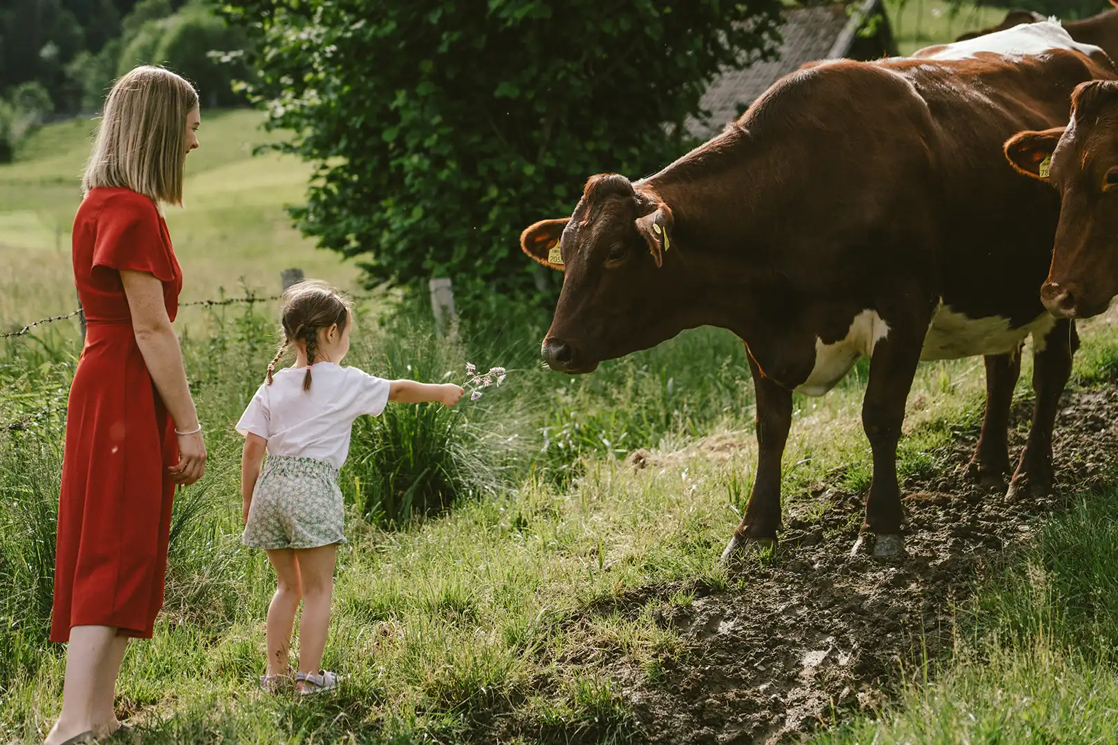 Die Kühe sind das Herzstück unseres Bio-Bauernhofes in Kaprun.