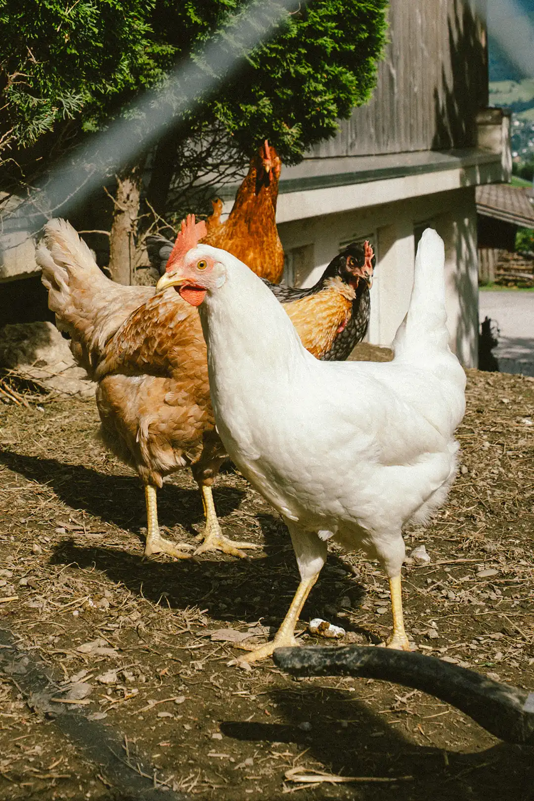 Frische Eier für das Frühstück vom eigenen Bio Bauernhof Oberlehenhof.