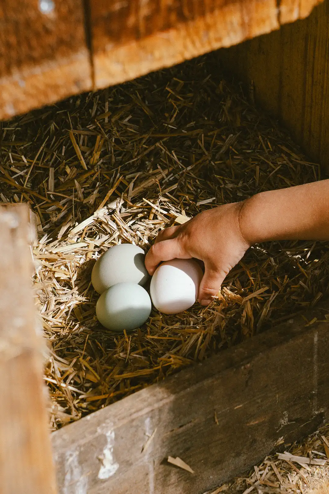 Frische Eier und frische Biomilch, sowie hausgemachtes vom eigenen Biobauernhof für unsere Gäste.