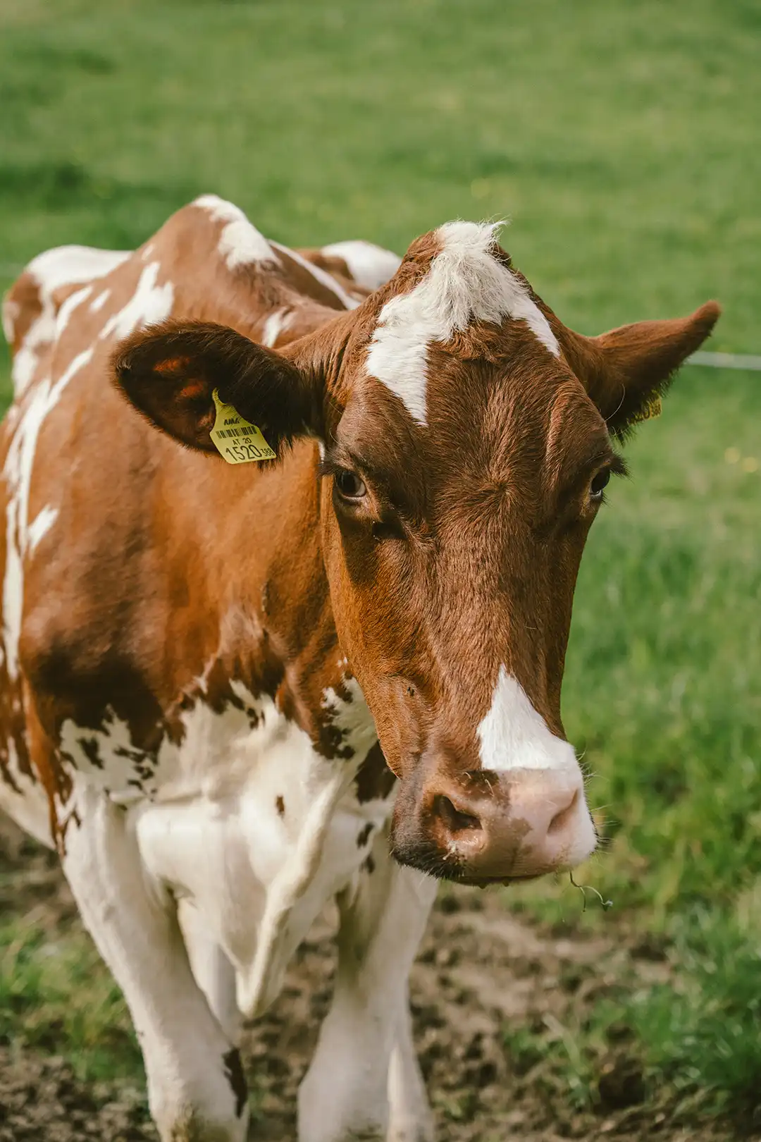 Frische BioMilch zum Frühstück gewünscht?